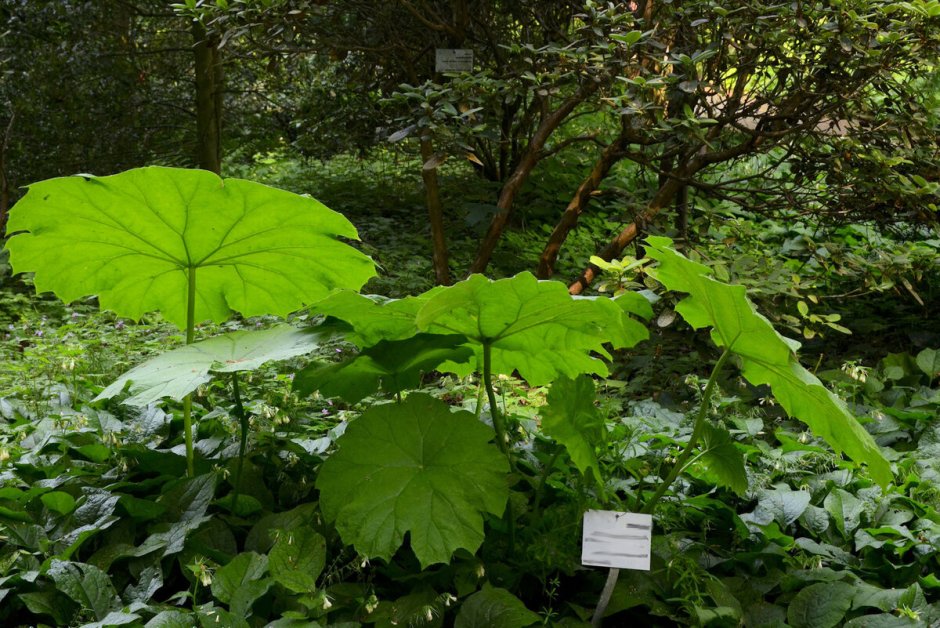 Дармера щитовидная (Darmera peltata)