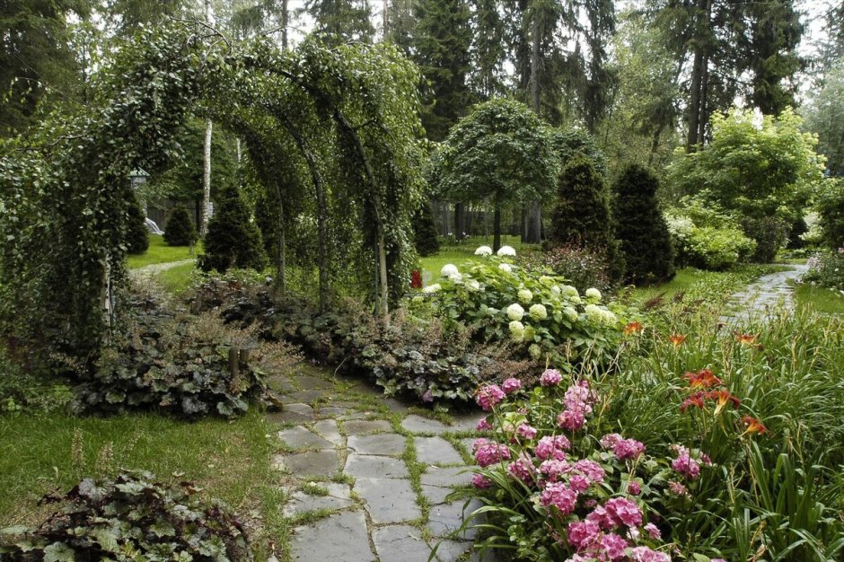 Дармера щитовидная