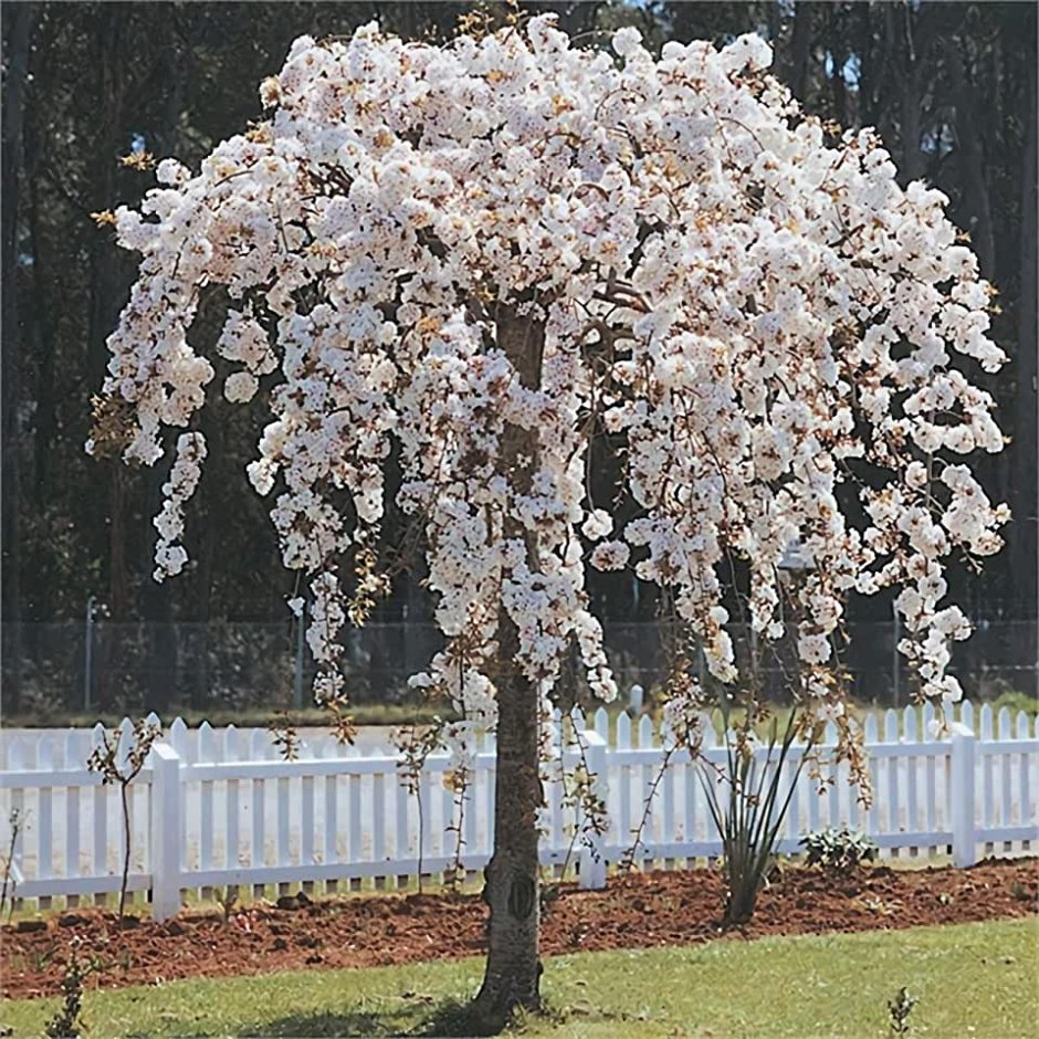 Вишня плакучая `pendula`