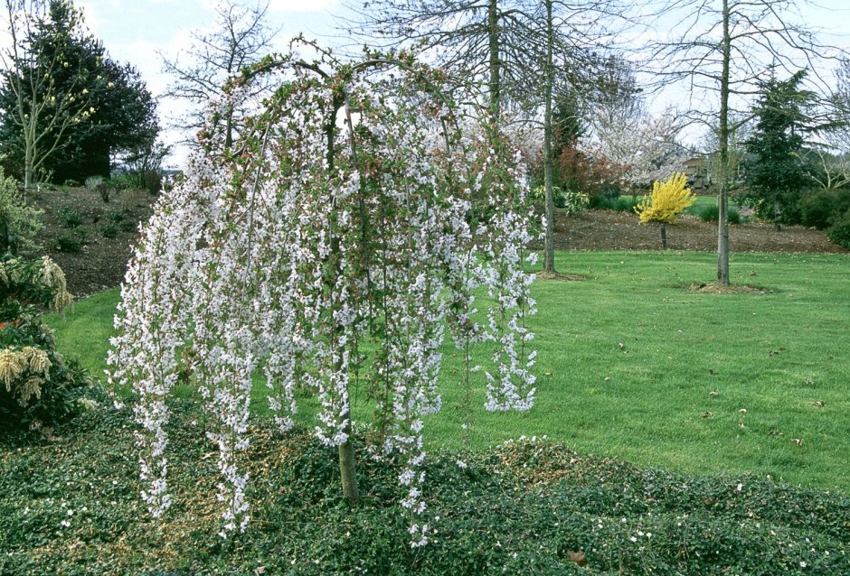 Malus sachalinensis 'pendula'