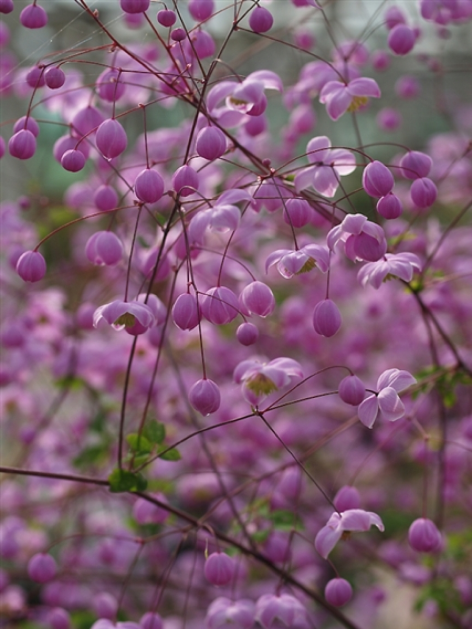 Василистник delavayi
