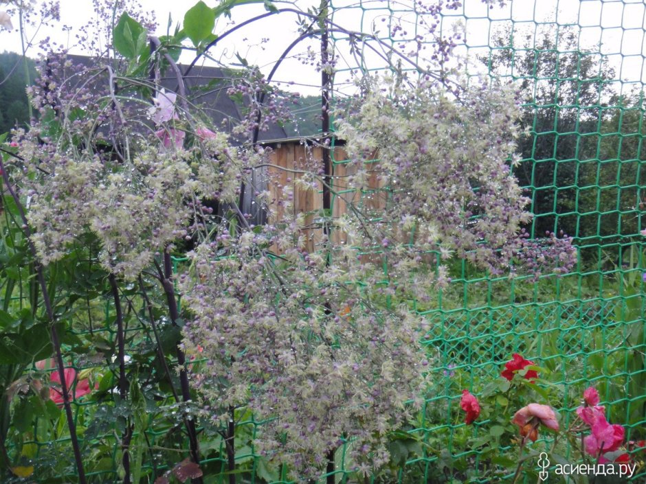 Василистник Thalictrum Hinckley