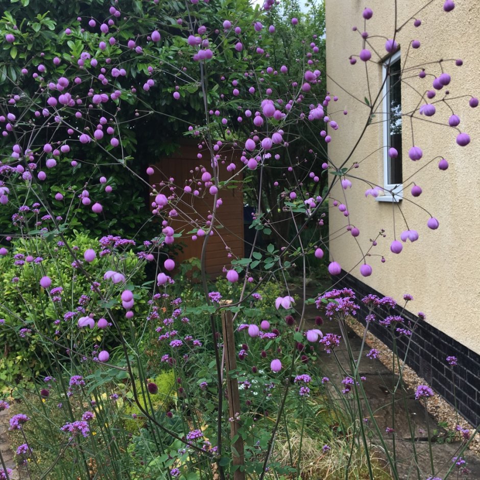 Wild Garden