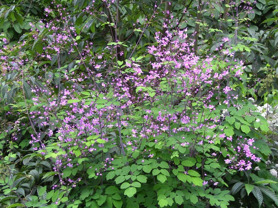 Василистник Thalictrum rochebrunianum
