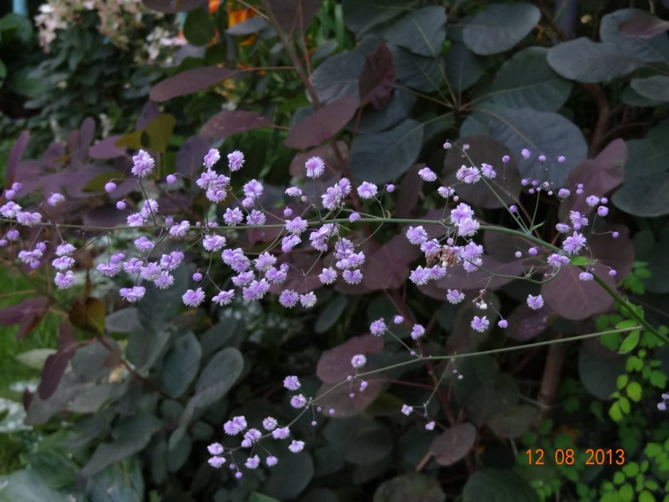 Василистник "Chantilly Lace"