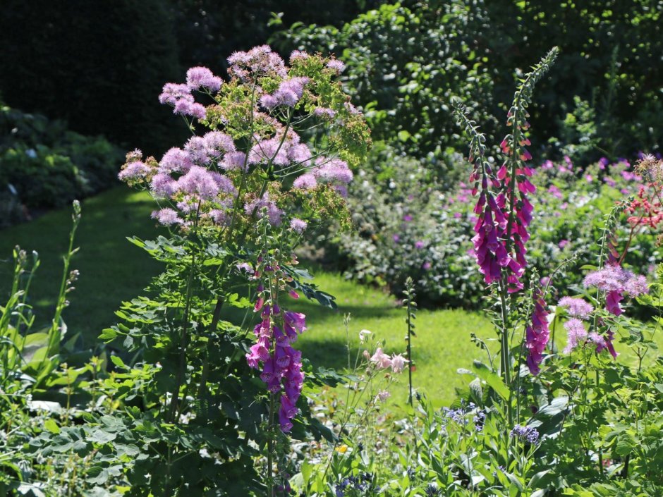 Thalictrum ‘Elin’ василистник ‘Elin’