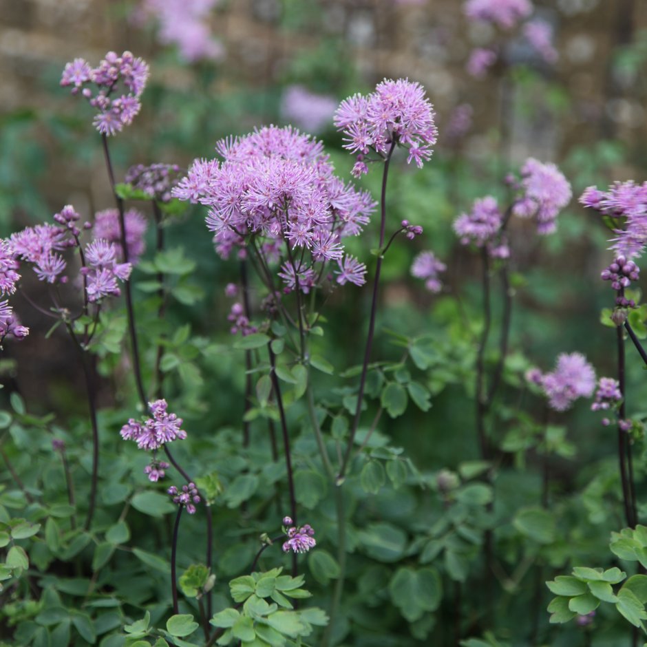 Василистник purpureum