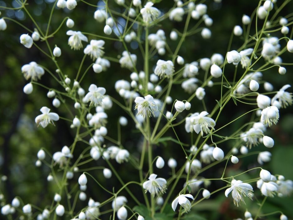 Василистник "Anne" (Thalictrum)