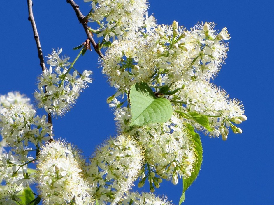 Черемуха виргинская (Padus virginiana)