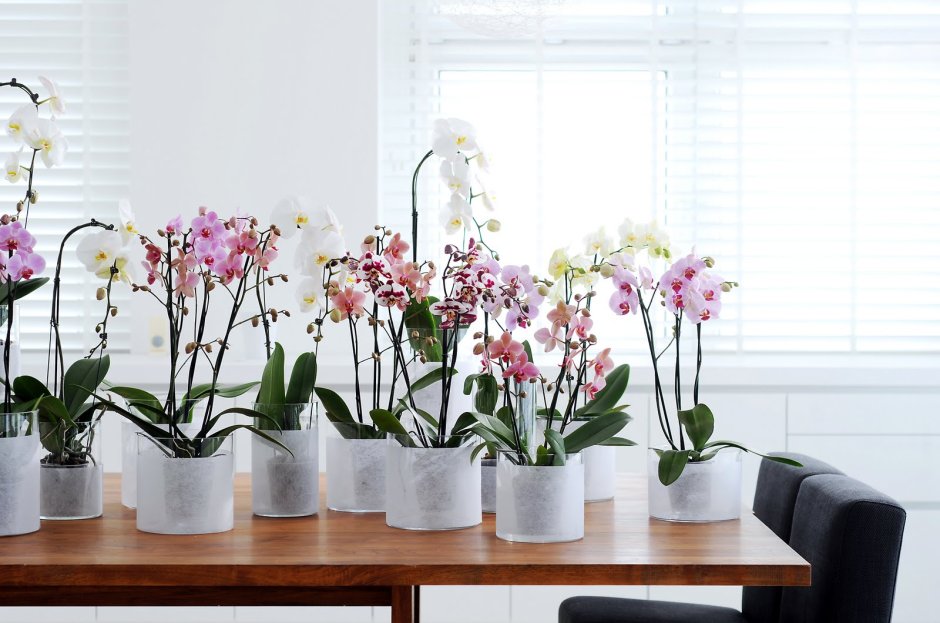 Домашняя Орхидея фаленопсис