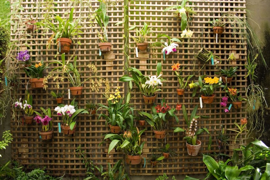 Орхидеи на стене в горшках