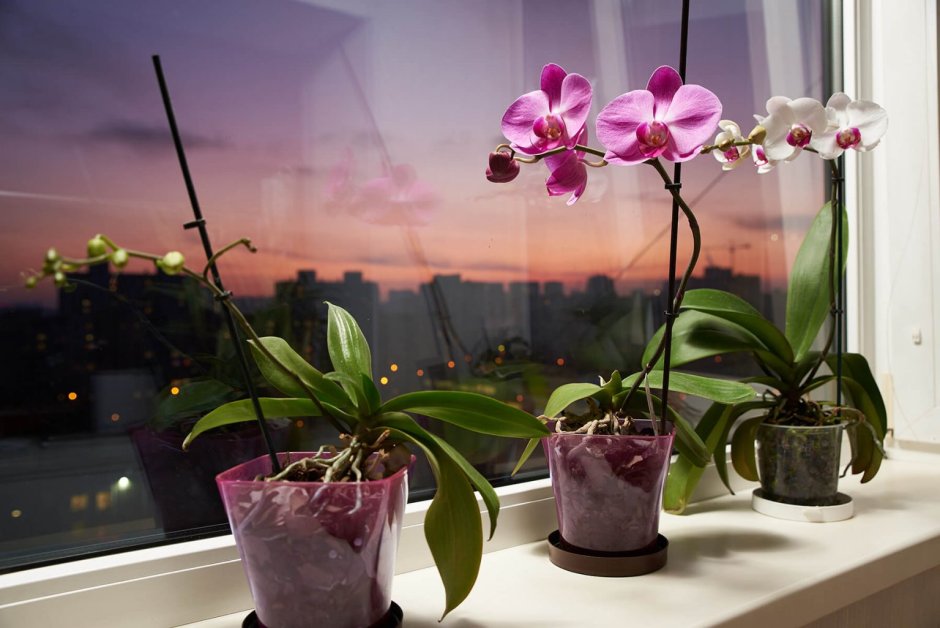 Орхидеи на лоджии