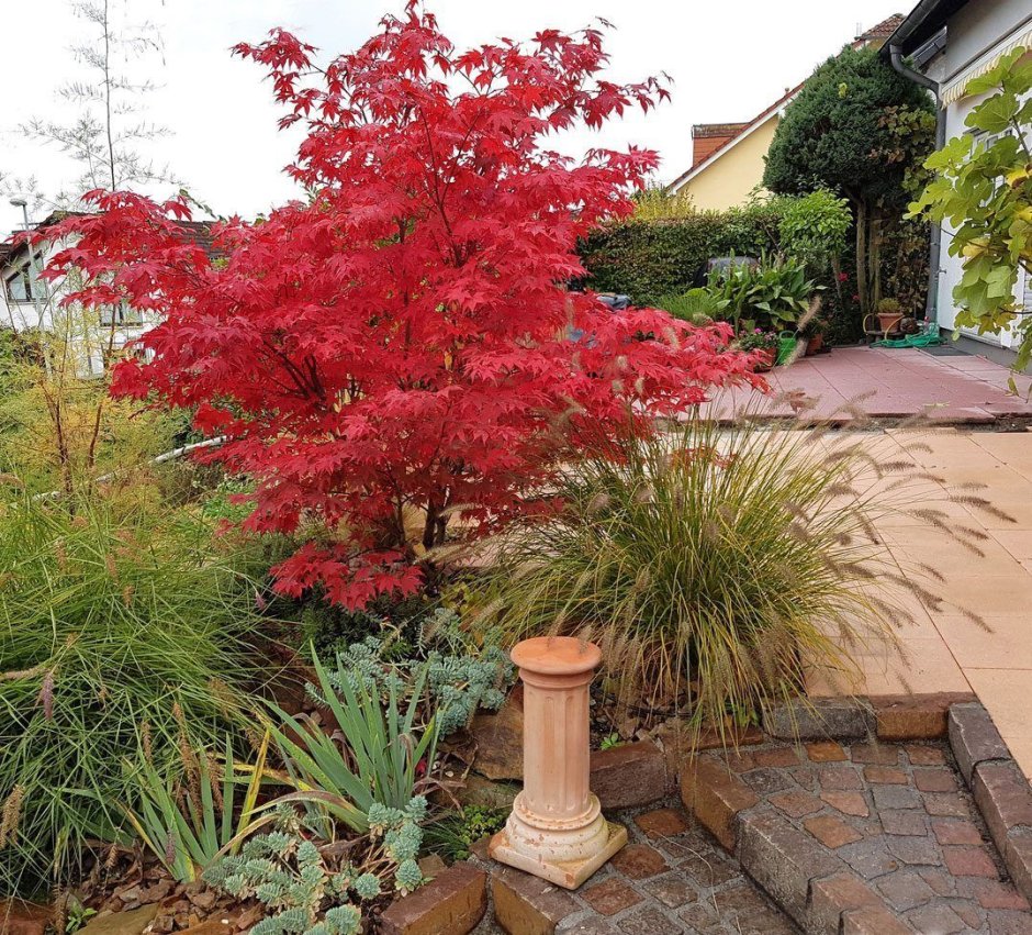 Acer palmatum Osakazuki