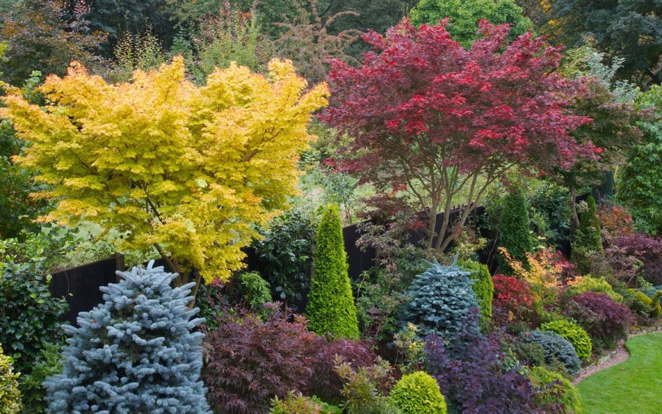 Acer palmatum 'Trompenburg'