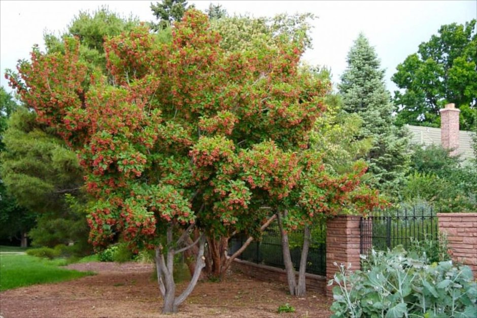 Клен татарский Acer tataricum