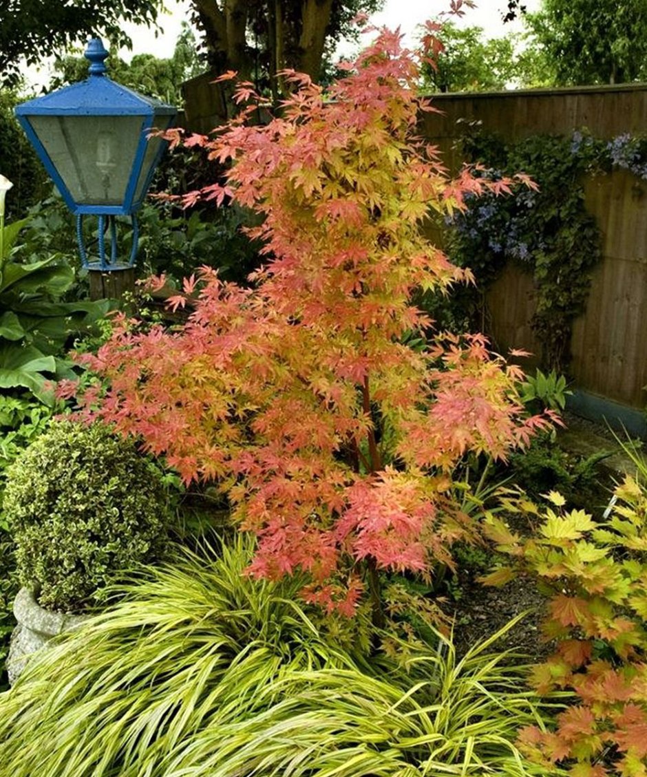 Acer palmatum Orange Dream