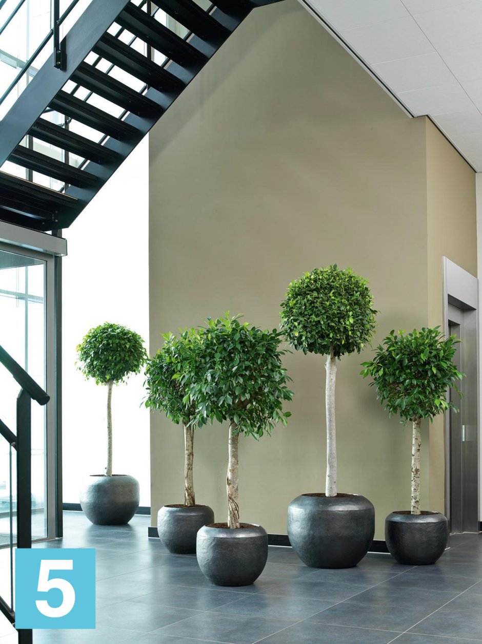 Ficus Design Озеленение офисов