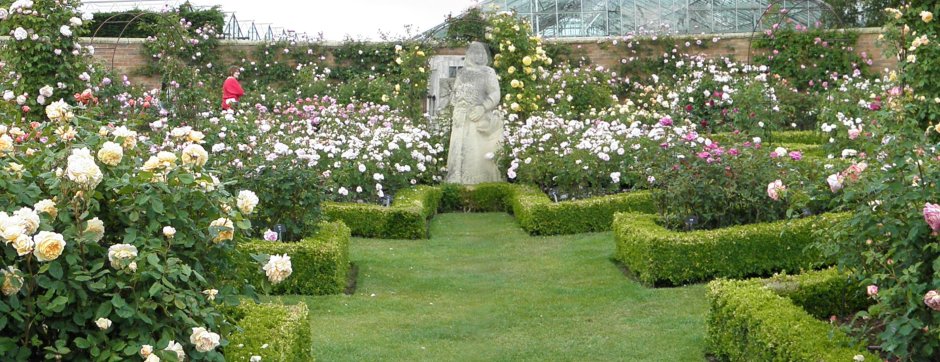 Роза Клэр Остин в саду