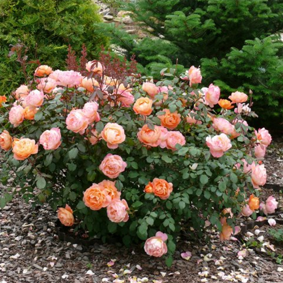 Кустовая роза леди Гамильтон