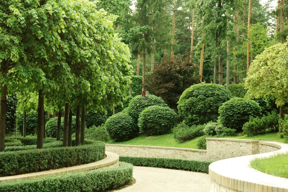 Самшит куртины