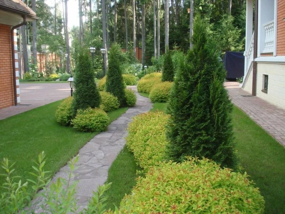 Хвойники Барбарис спирея