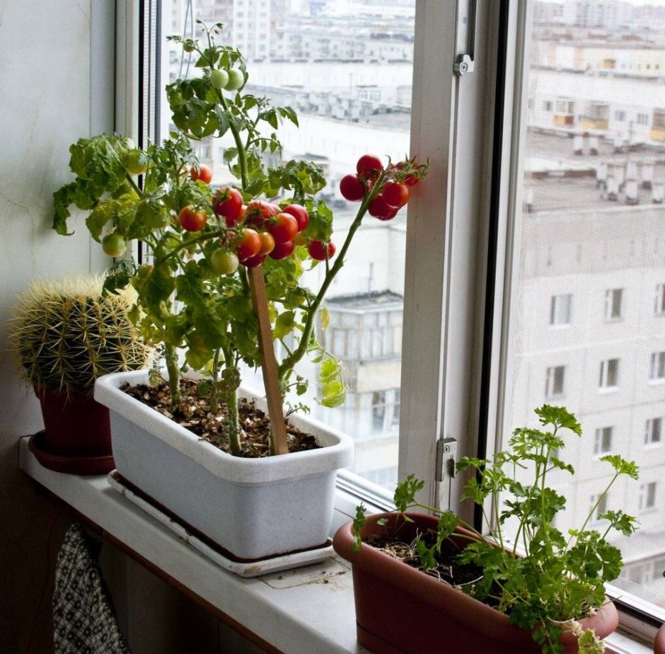 Ампельный черри в горшке