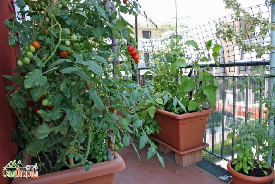 Огород на балконе помидоры