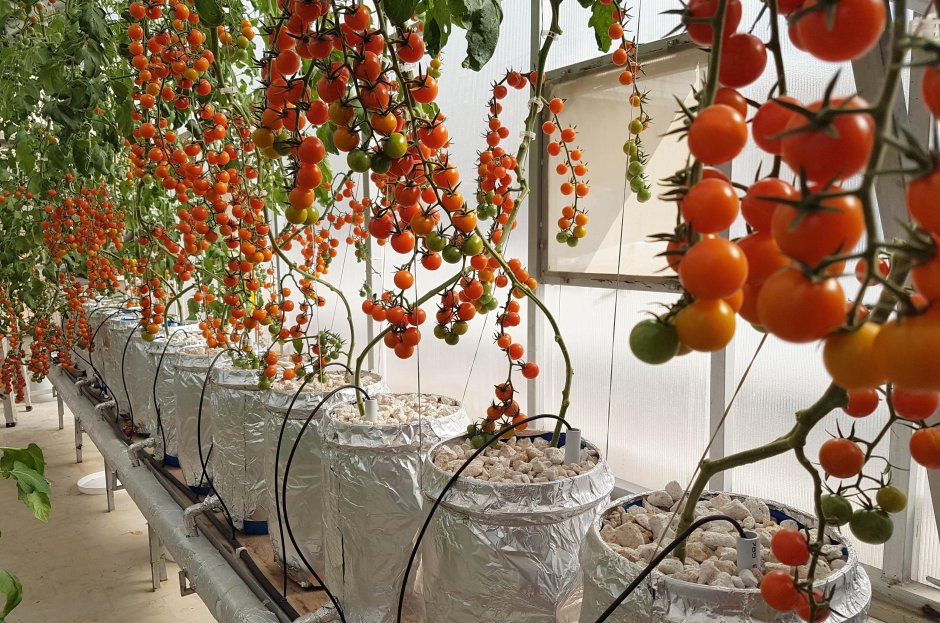 Балконные помидоры черри
