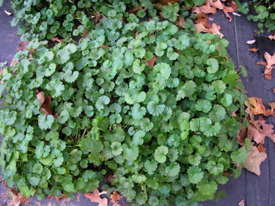 Глехома variegata