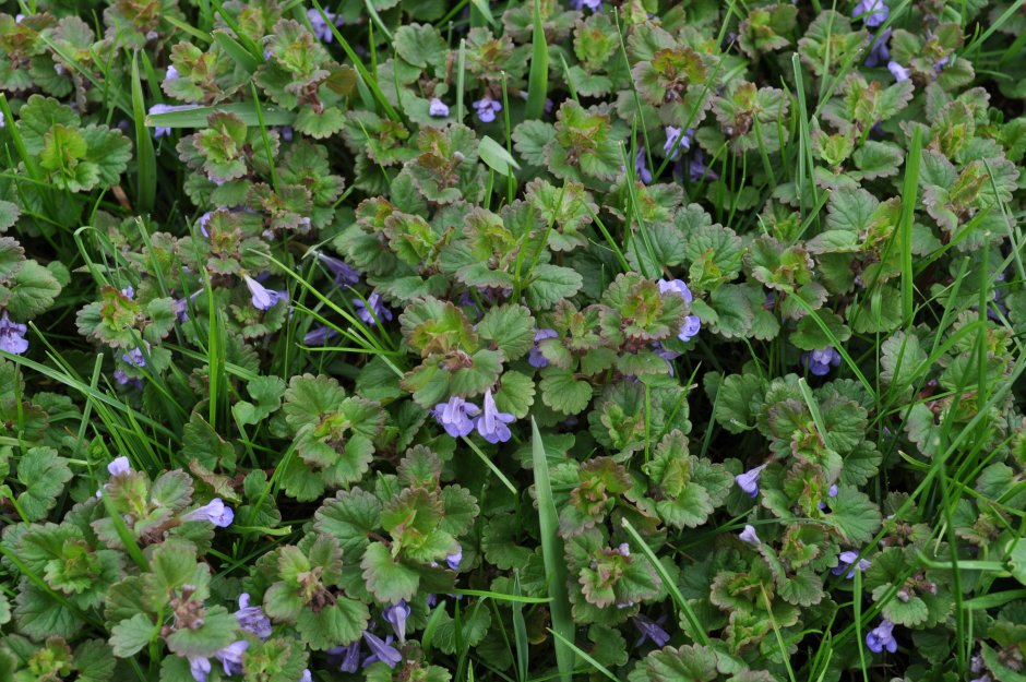 Будра плющевидная variegata