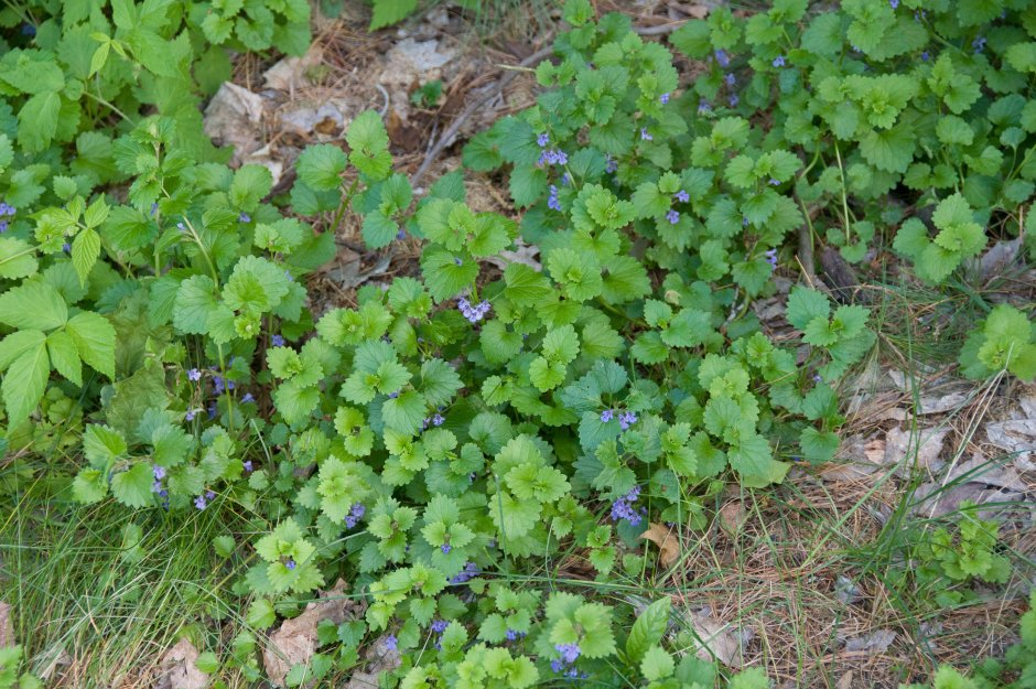 Будра плющевидная variegata