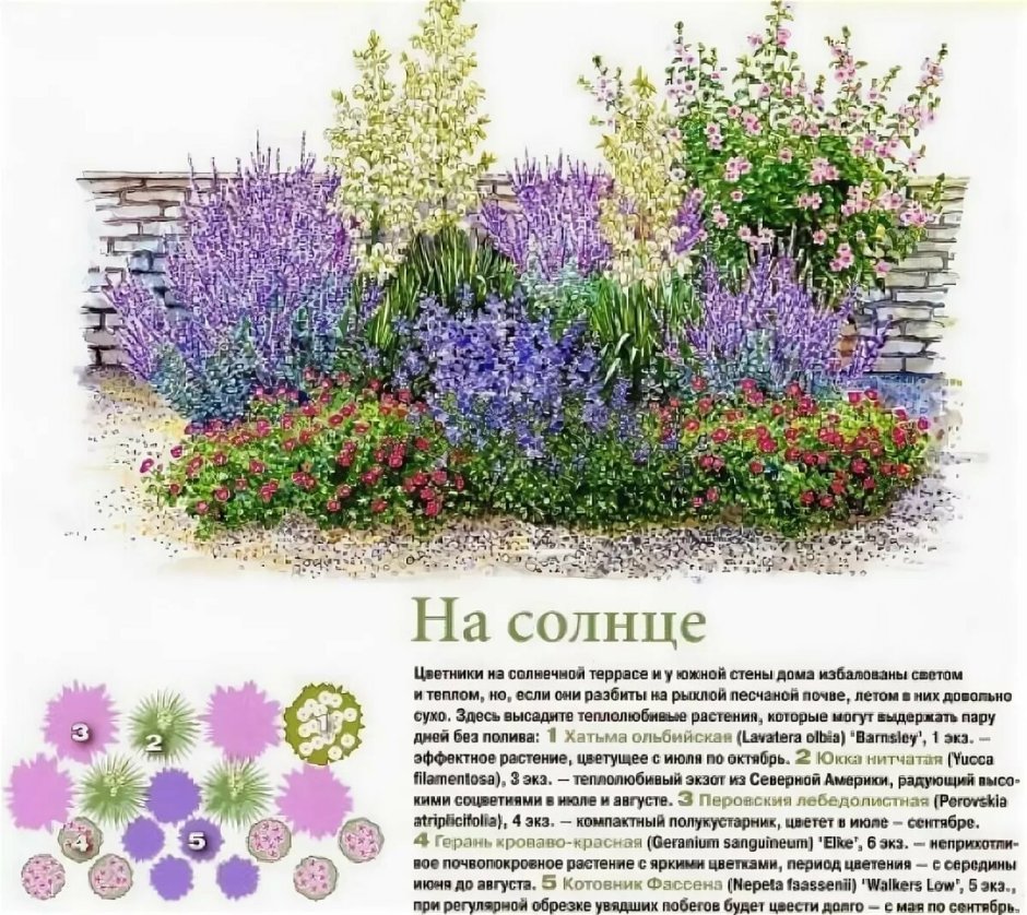 Миксбордеры из многолетников для средней полосы схемы