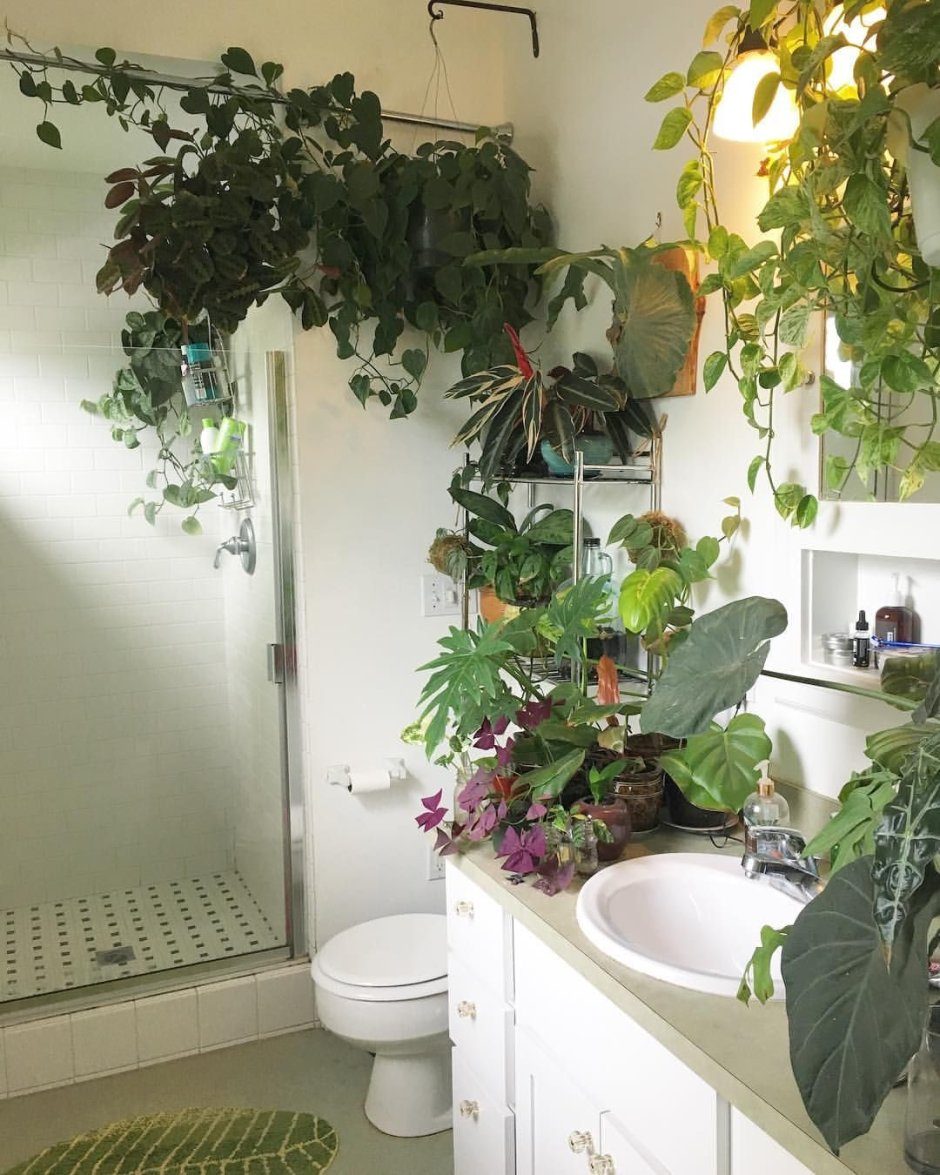 Растения для ванной без окна