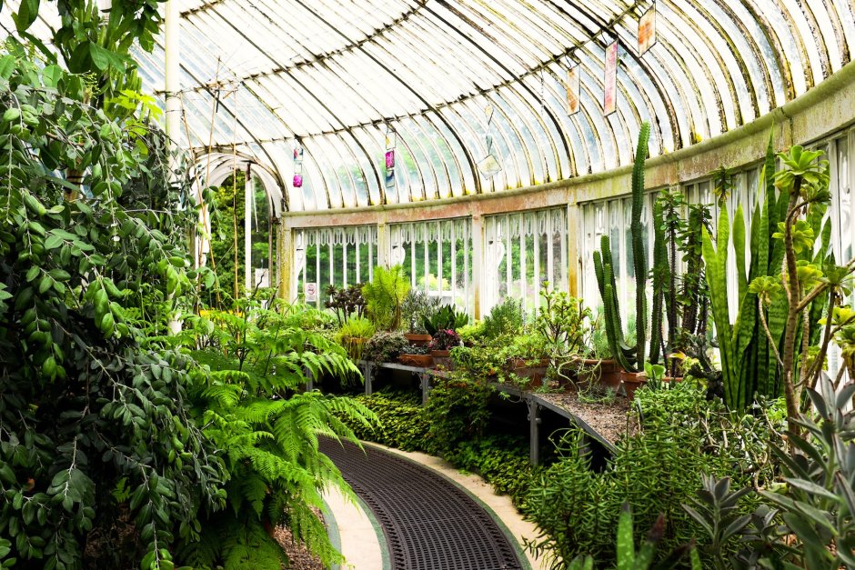 Оранжерея Таврического сада редкие растения