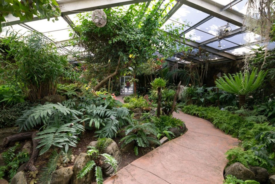 Таврический сад Питер оранжерея