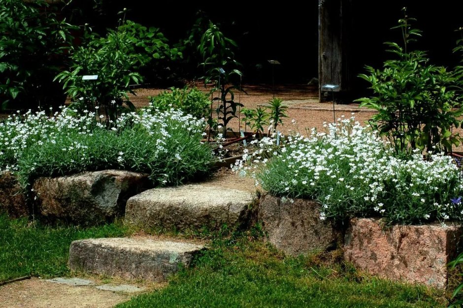 Цветущие растения на клумбе с белым камнем