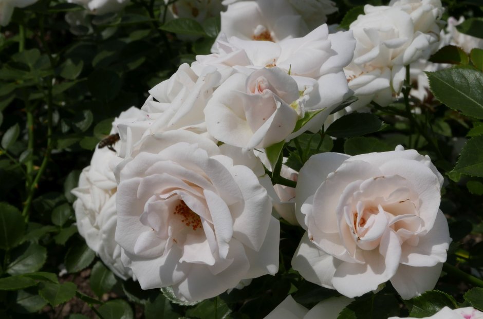 Роза штамбовая (Rosa Aspirin Rose (TANIRISPA)) Окс pa90+