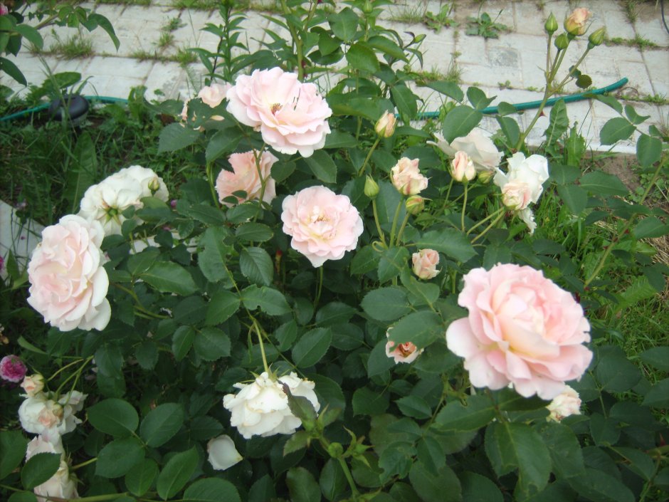 Douceur Normande роза