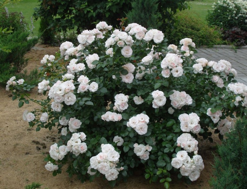 Роза почвопокровная аспирин-Розе