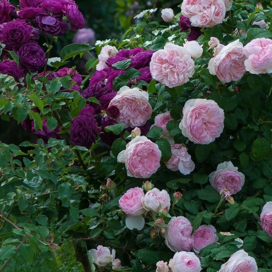 Клумба с почвопокровными розами