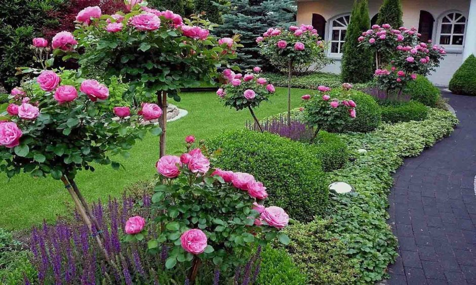 Розарий в саду Дэвида Остина
