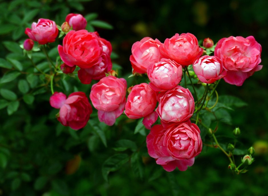 Английский сад розарий