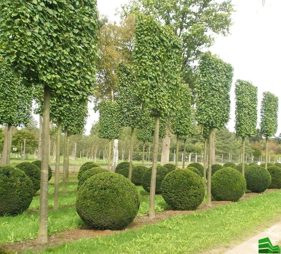 Липа мелколистная изгородь