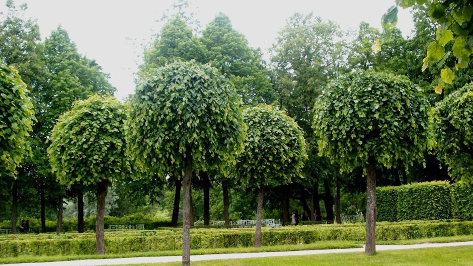 Липа мелколистная на штамбе