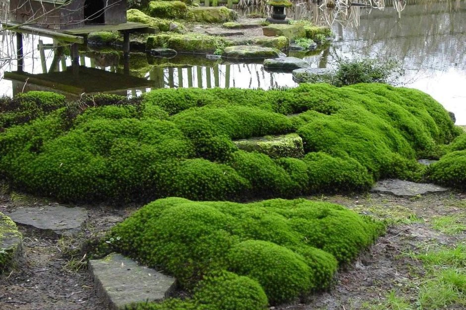 Японский сад папоротников