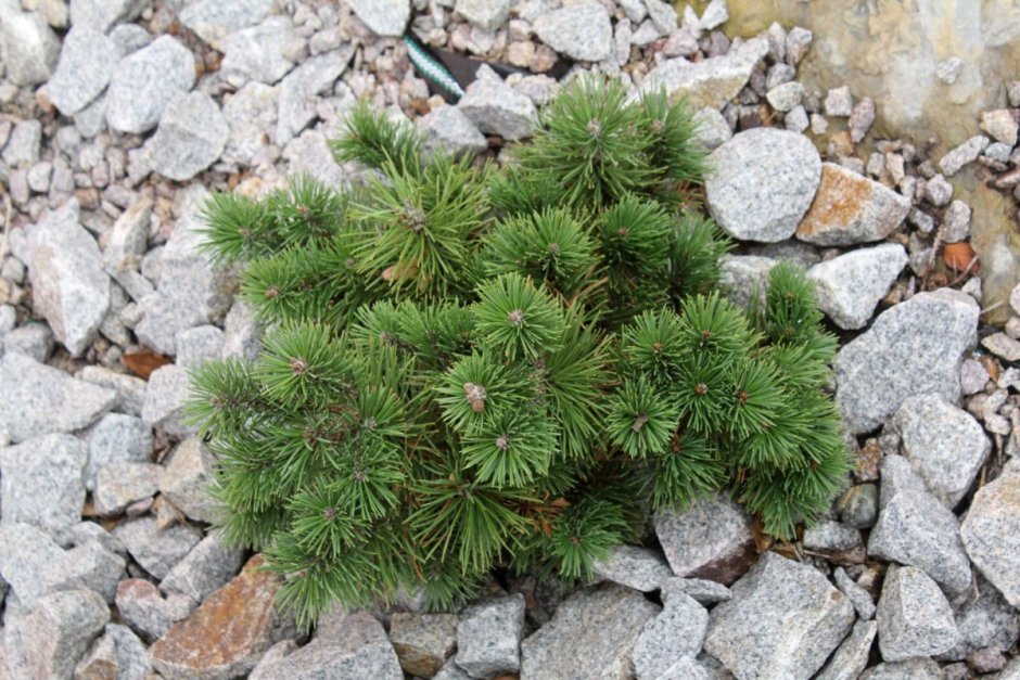 Pinus mugo 'rysy'