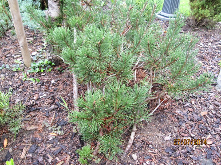 Сосна Горная Pinus mugo Jakobsen
