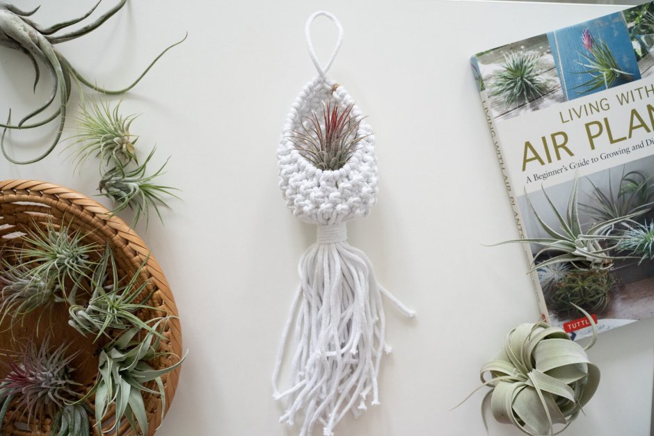 Tillandsia rectifolia