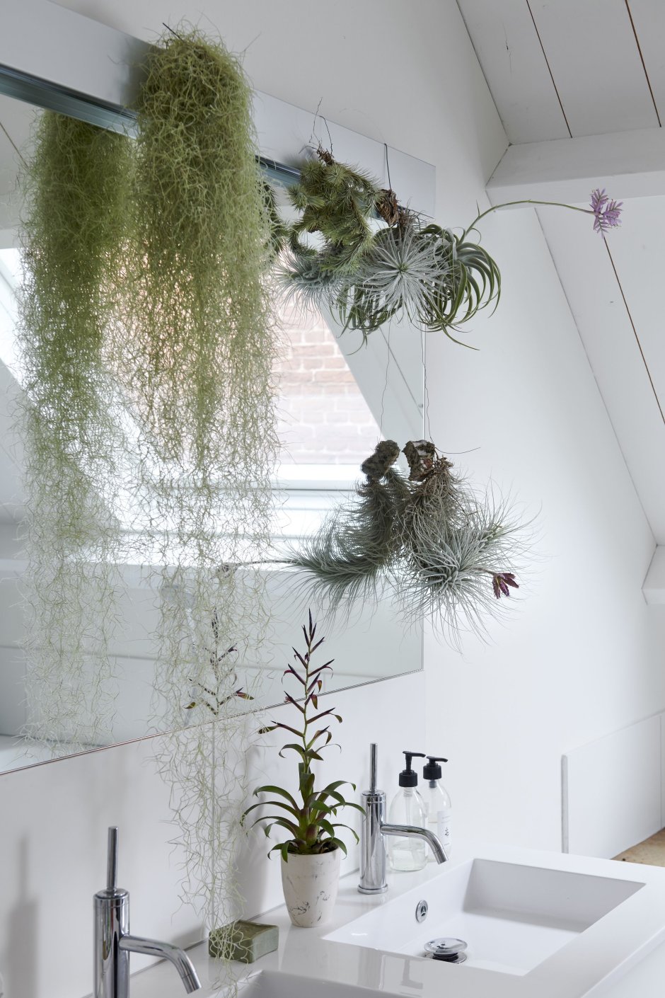Air Plant