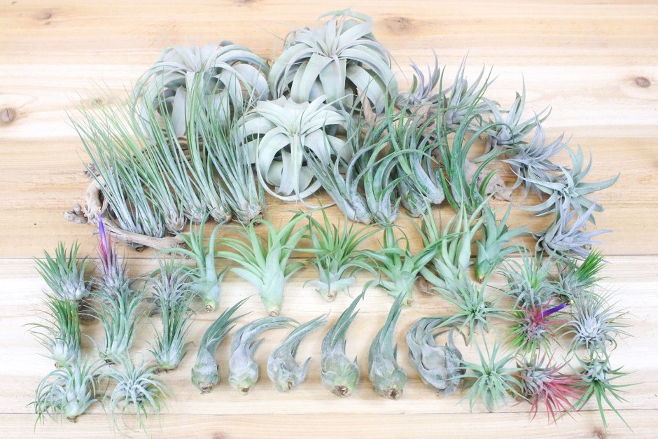 Tillandsia ionantha Peach